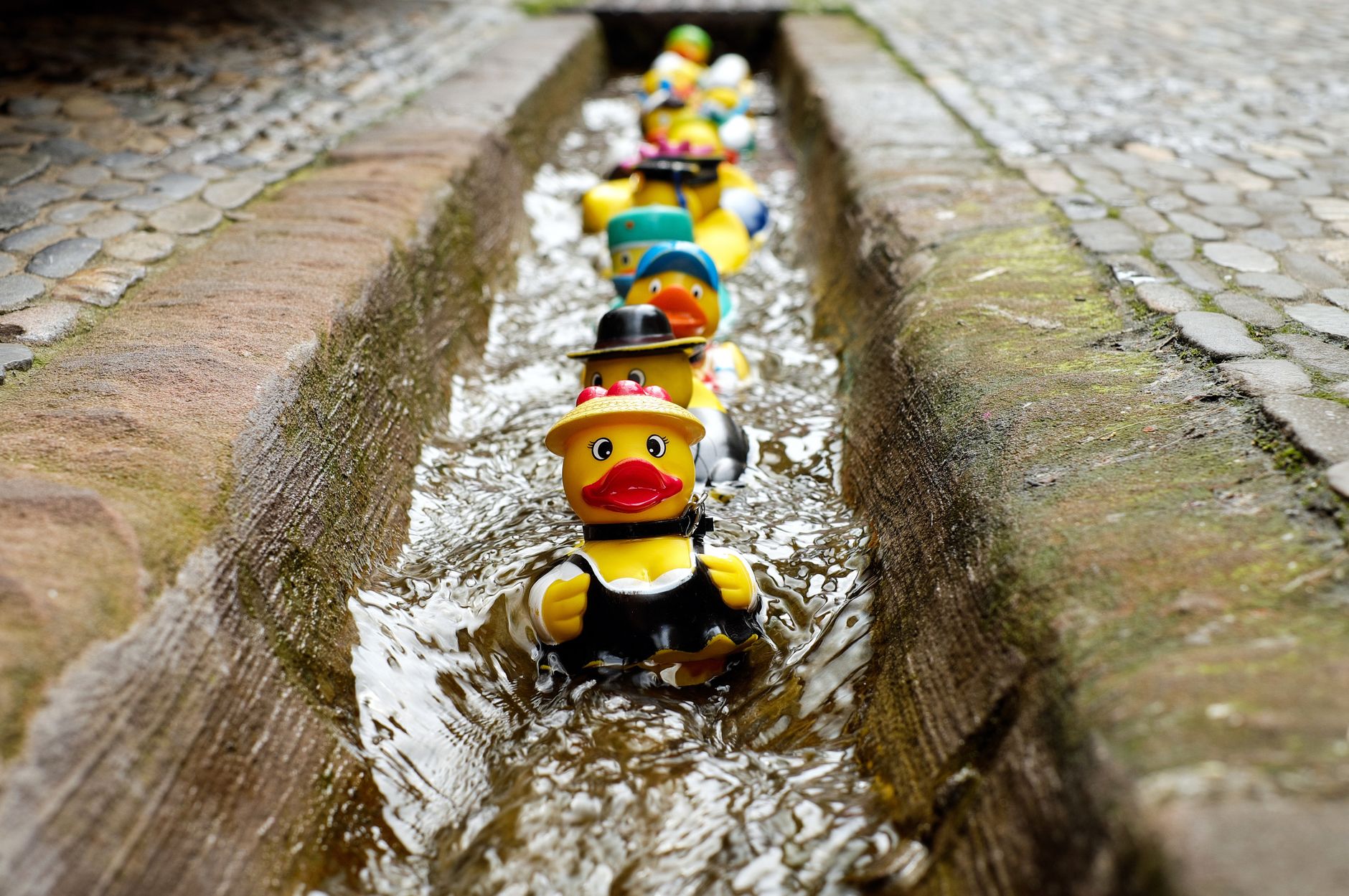 Canards de bain flottant en rang dans un canal d’eau