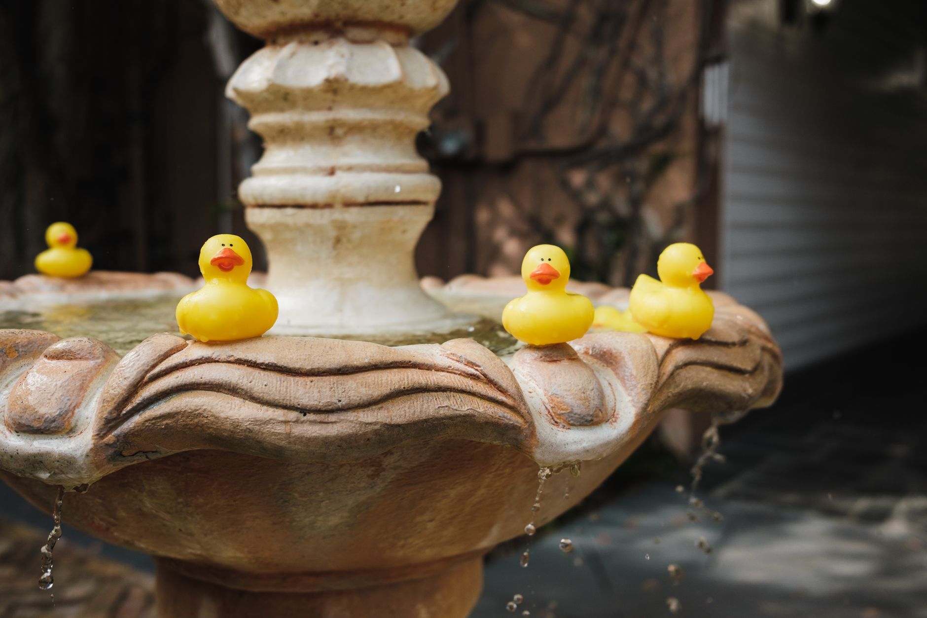 Canards en caoutchouc qui flottent sur l’eau d’une fontaine
