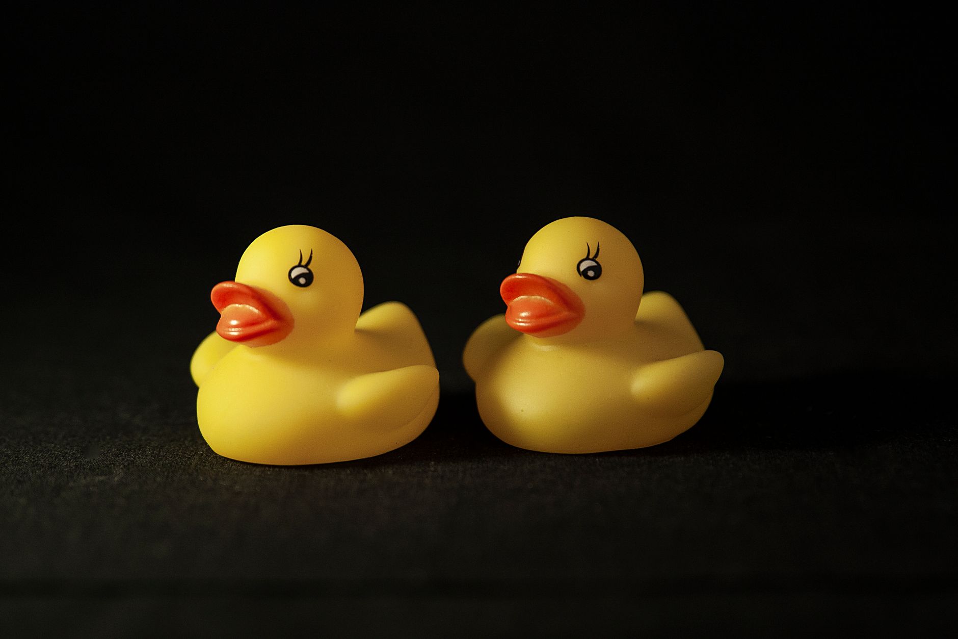 Deux canards jaunes posés avant d’être lestés et marqués